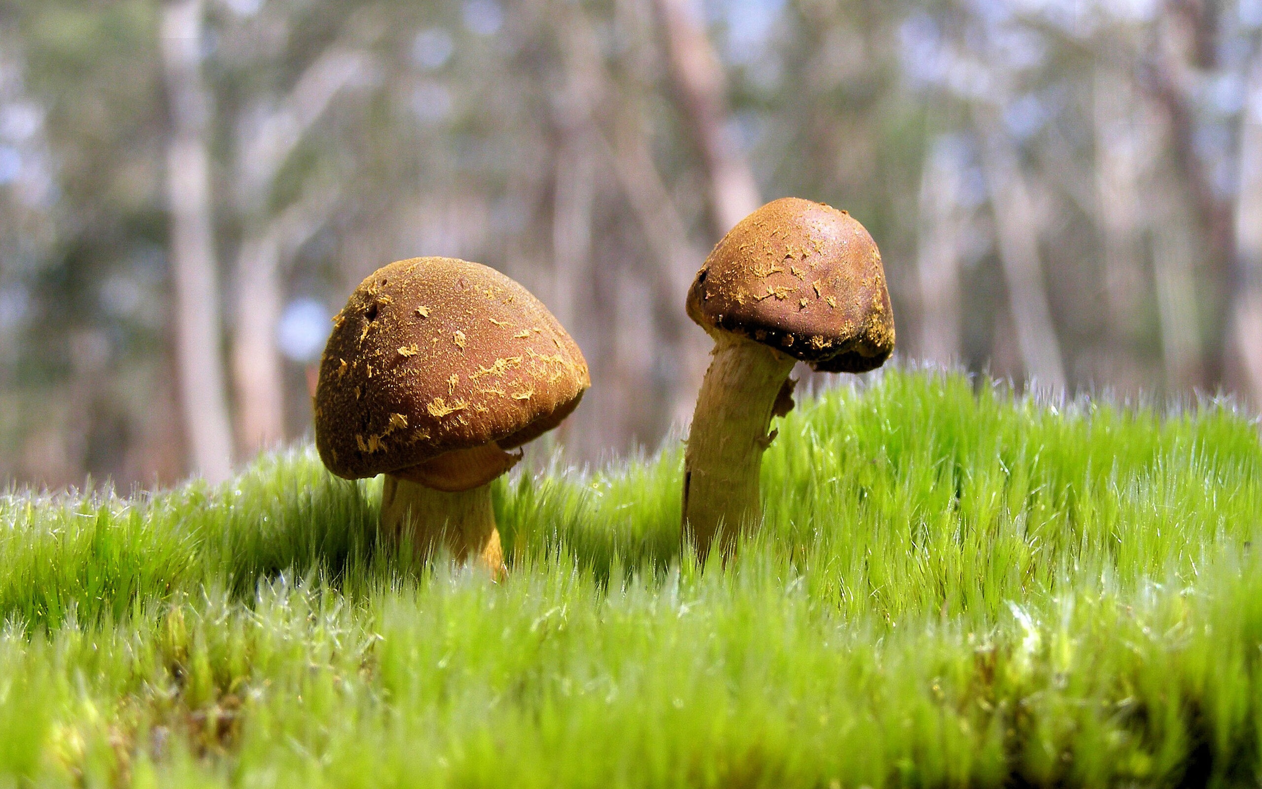 从业者访谈:台球运动发展的挑战与机遇,台球发展现状