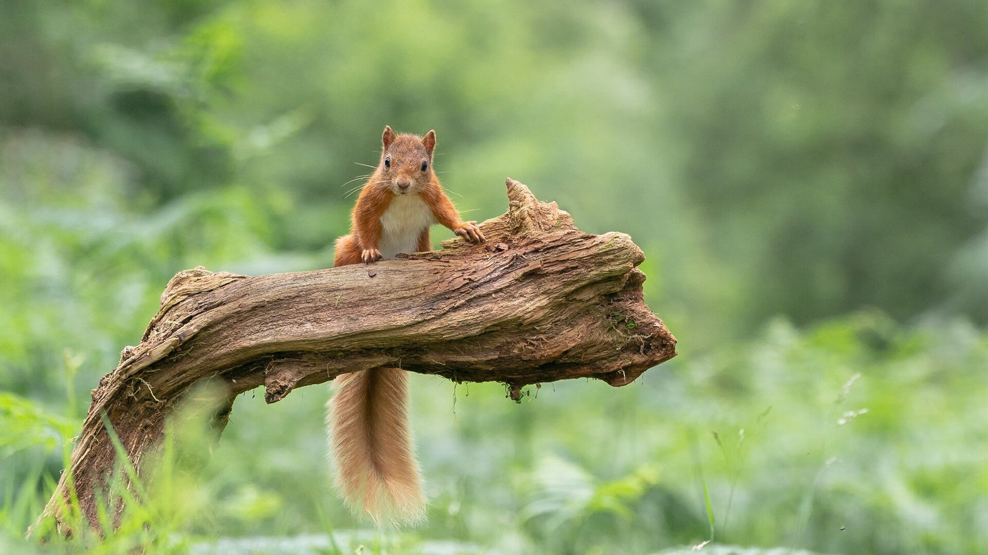熊猫体育直播-加西亚召回前葡萄牙青年国脚迭戈·莫雷拉加入国家队。，葡萄牙足球队菲戈