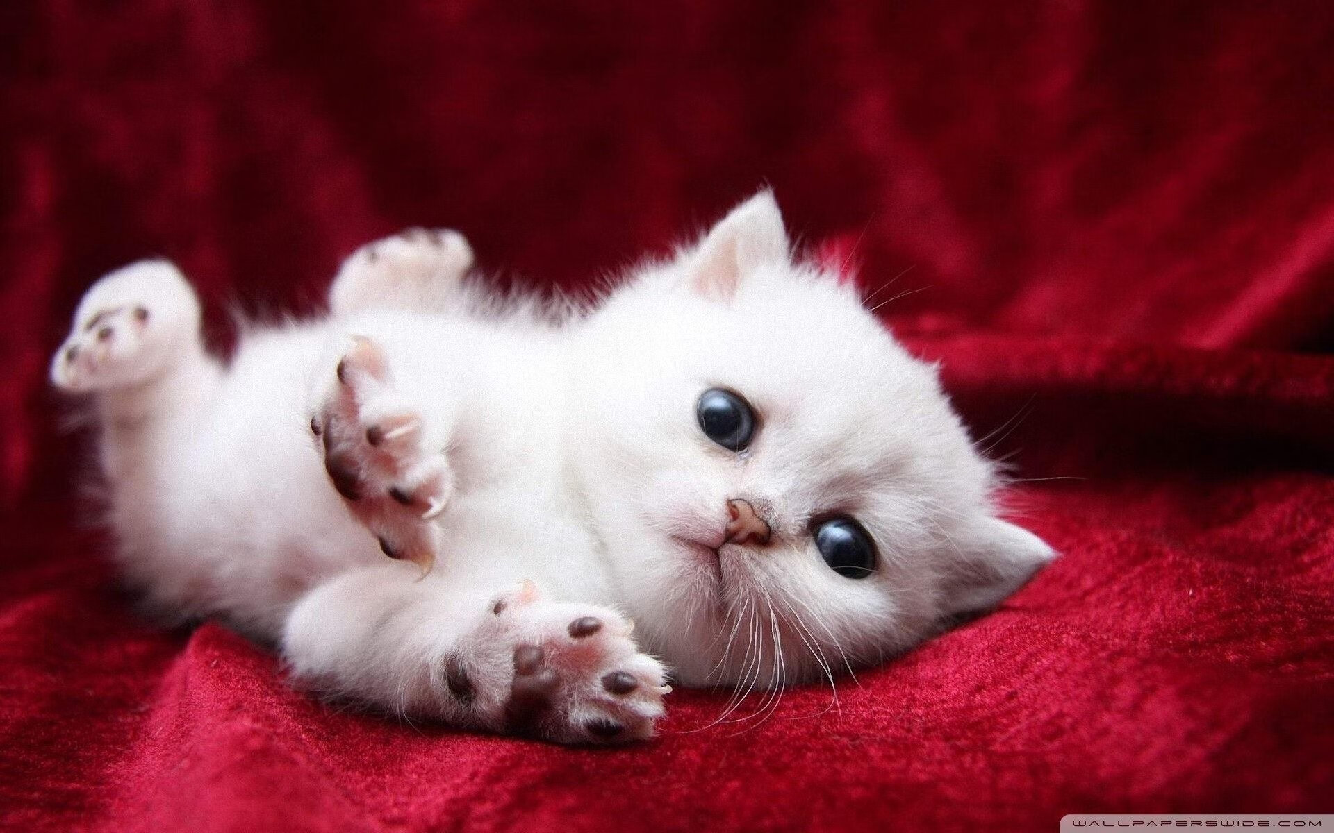 熊猫体育app官网-库里：全场最佳三分，单节4个远距离投篮震惊全场！，库里最关键三分