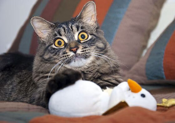 德甲升班马连续获胜,排名快速上升,本赛季德甲升班马