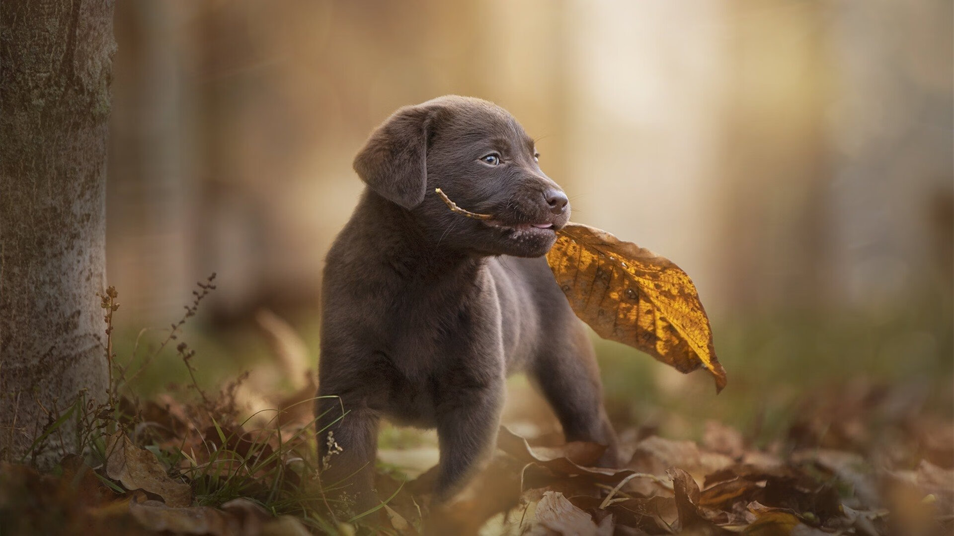 熊猫体育入口-特色篮球赛事助力城市夜经济，带动夜间消费热潮，篮球场夜景