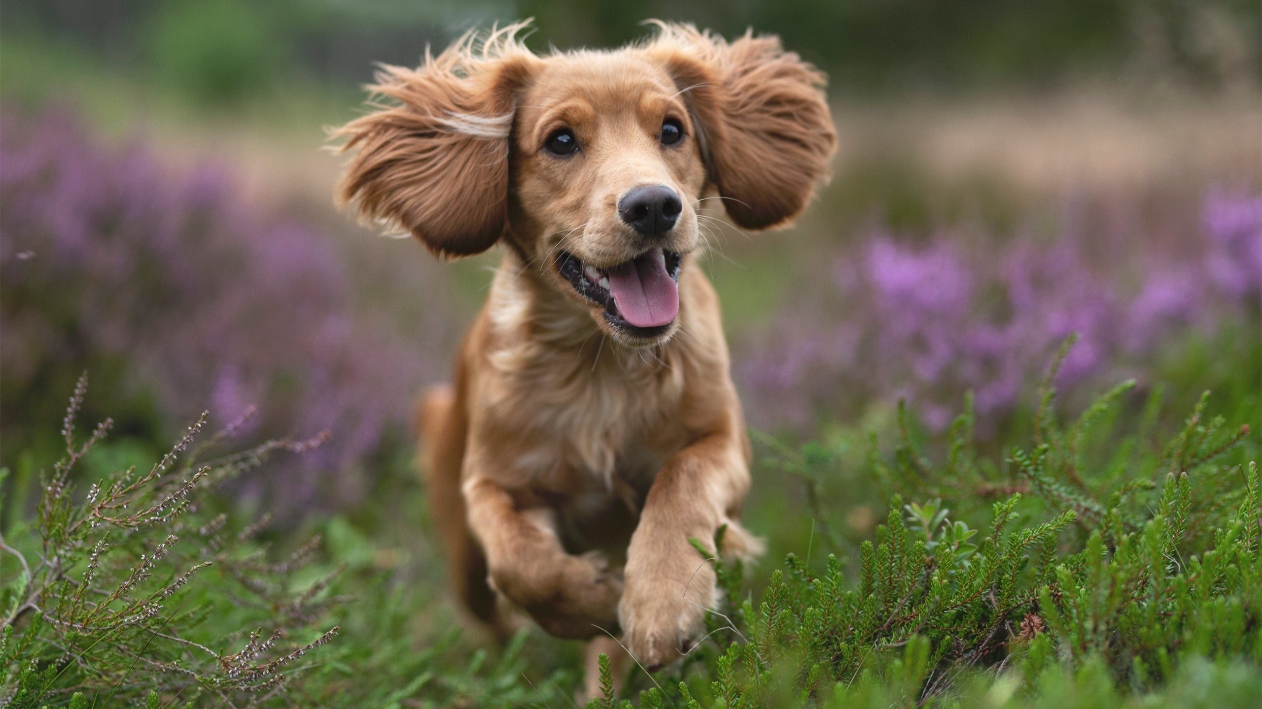 熊猫直播-终场“英雄绝杀”：燃爆全场的精彩瞬间，终结战场英雄对决