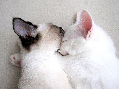 熊猫直播-勇士逆转独行侠，西部决赛中库里双手暴扣点燃全场，勇士队库里视频