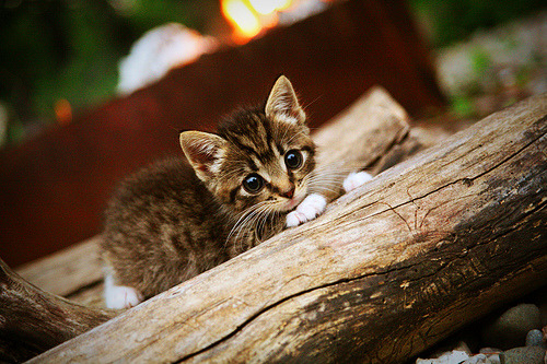 国际米兰小胜斯佩齐亚，欧冠席位稳固，国际米兰小胜斯佩齐亚,欧冠席位稳固了吗