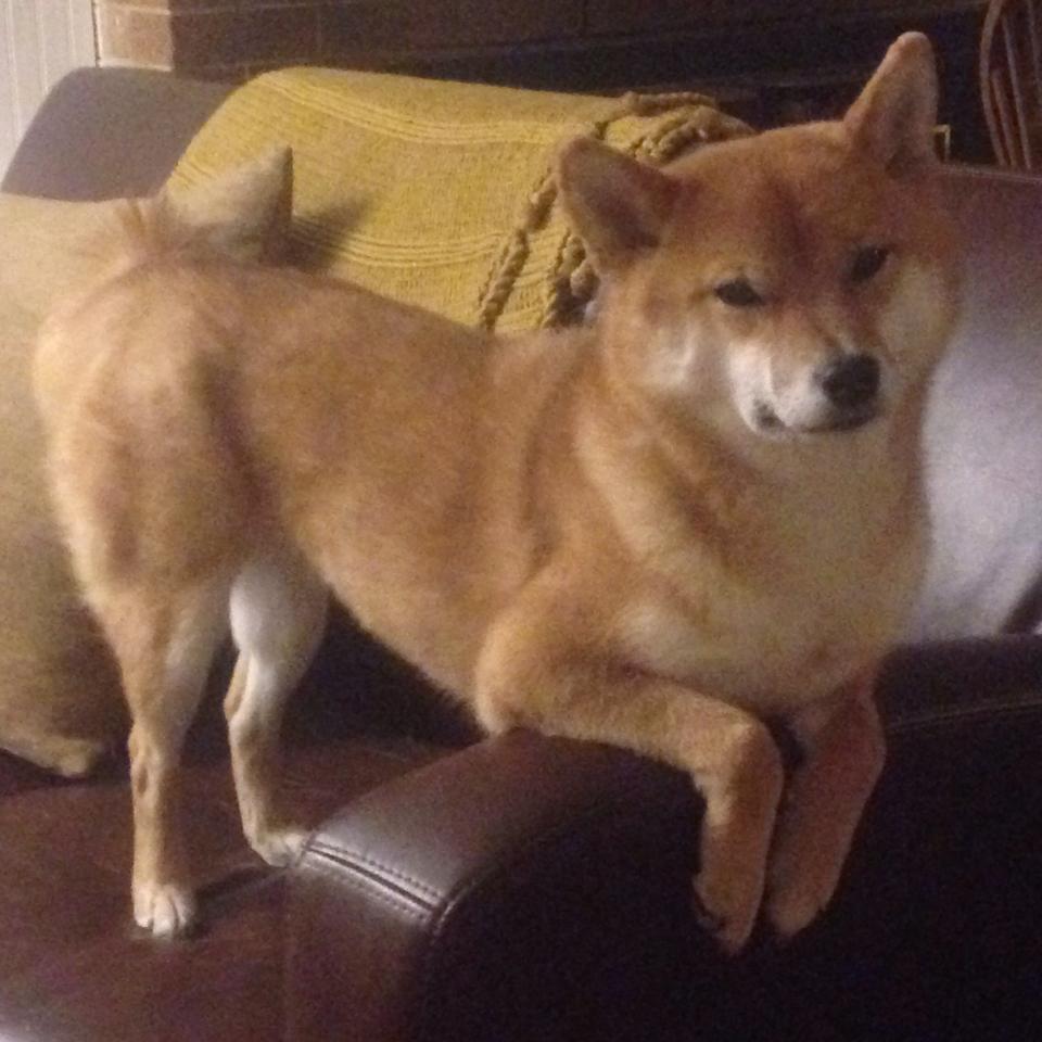 塞维利亚客场2-2战平莱加内斯，保级希望仍在，塞维利亚对加的斯比分预测