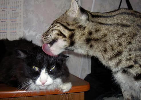 大比分差距下的比赛仍然引人入胜，大比分获胜的足球赛事