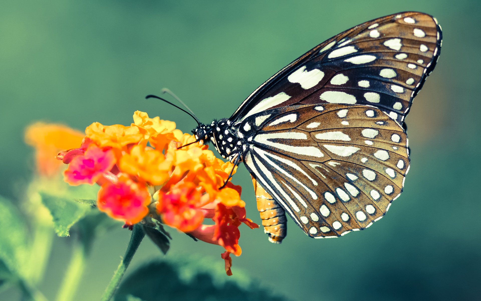 新英格兰爱国者队在赛季中表现低迷，新英格兰爱国者四分卫