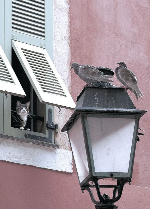 湖人年轻球员迅速成长成球队中坚