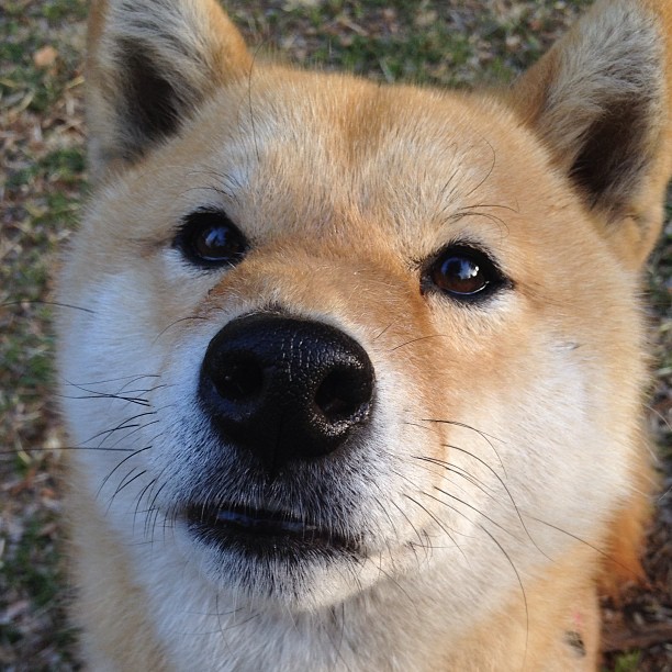 足球风云再起，女子球员再创辉煌，足球风云女主