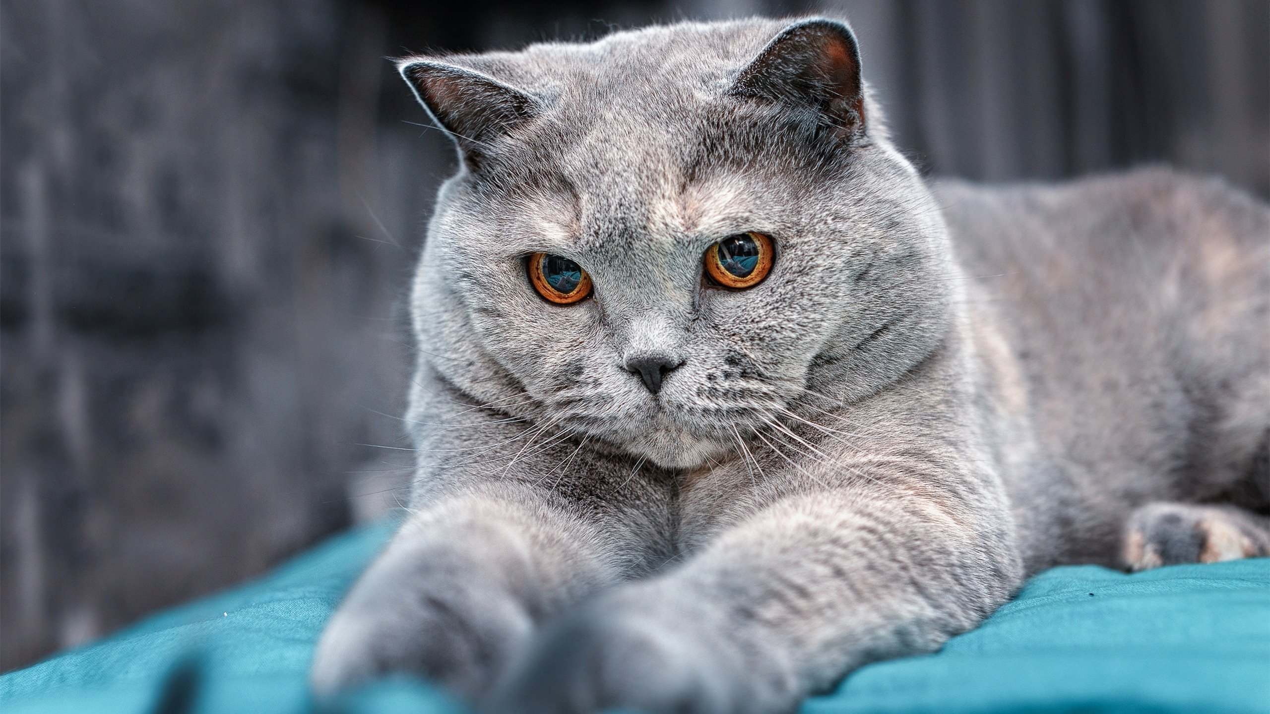 韩星际争霸选手表现抢眼，星际争霸中韩对抗赛比赛视频