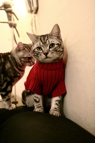 NBA联盟市场营销策略的数字化转型，nba营销策略分析论文