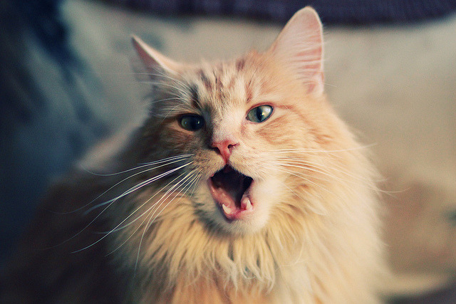 体育课程资源数字化平台建设与应用，体育课堂信息化