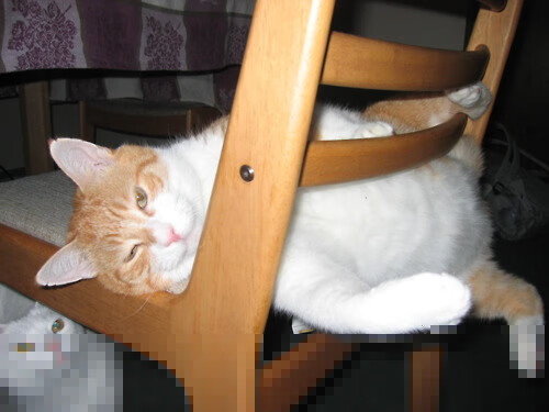 “三叉湖游泳馆：水上救生赛成世界运动会新亮点”