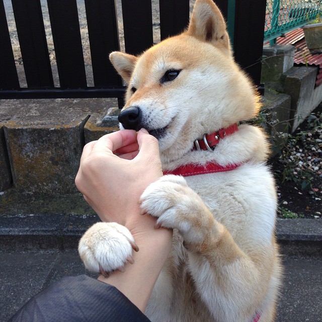 外援政策对联赛竞争力的影响，外援政策对联赛竞争力的影响有哪些