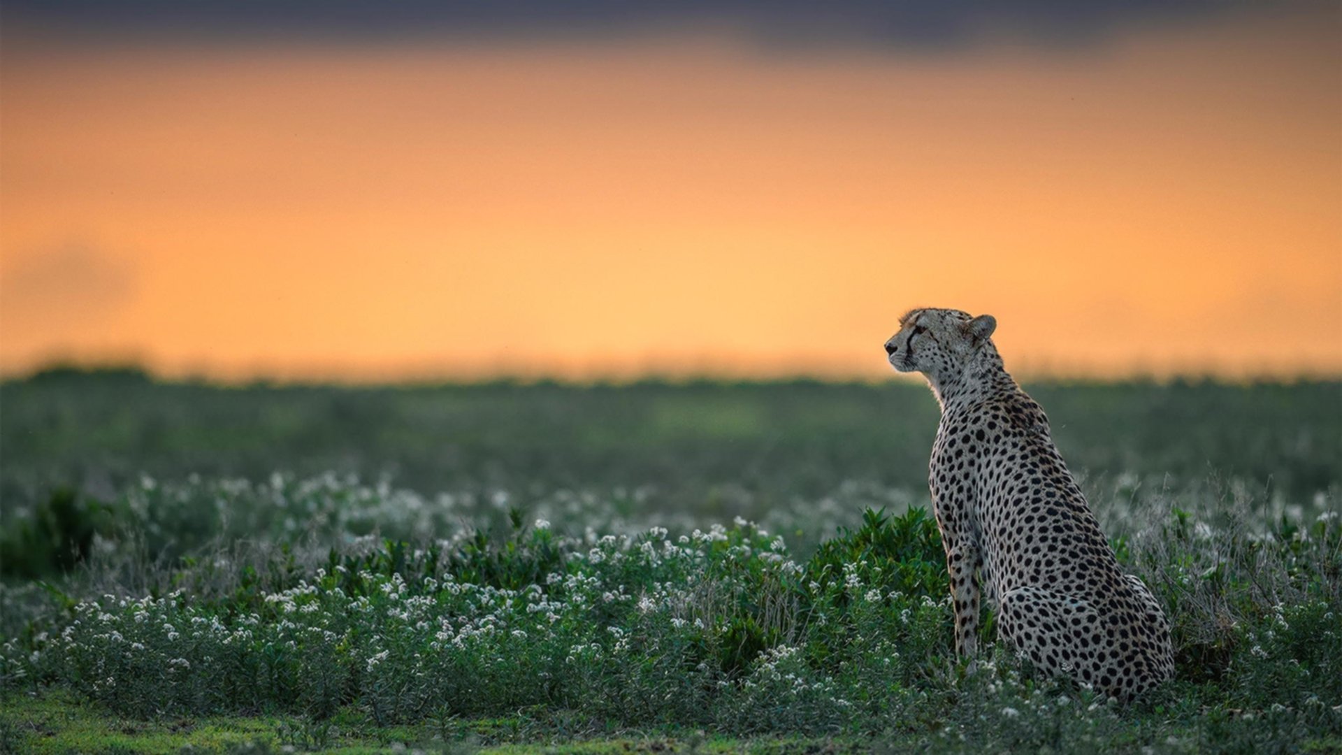 小前锋角色在现代篮球中的变化，小前锋角色在现代篮球中的变化是什么