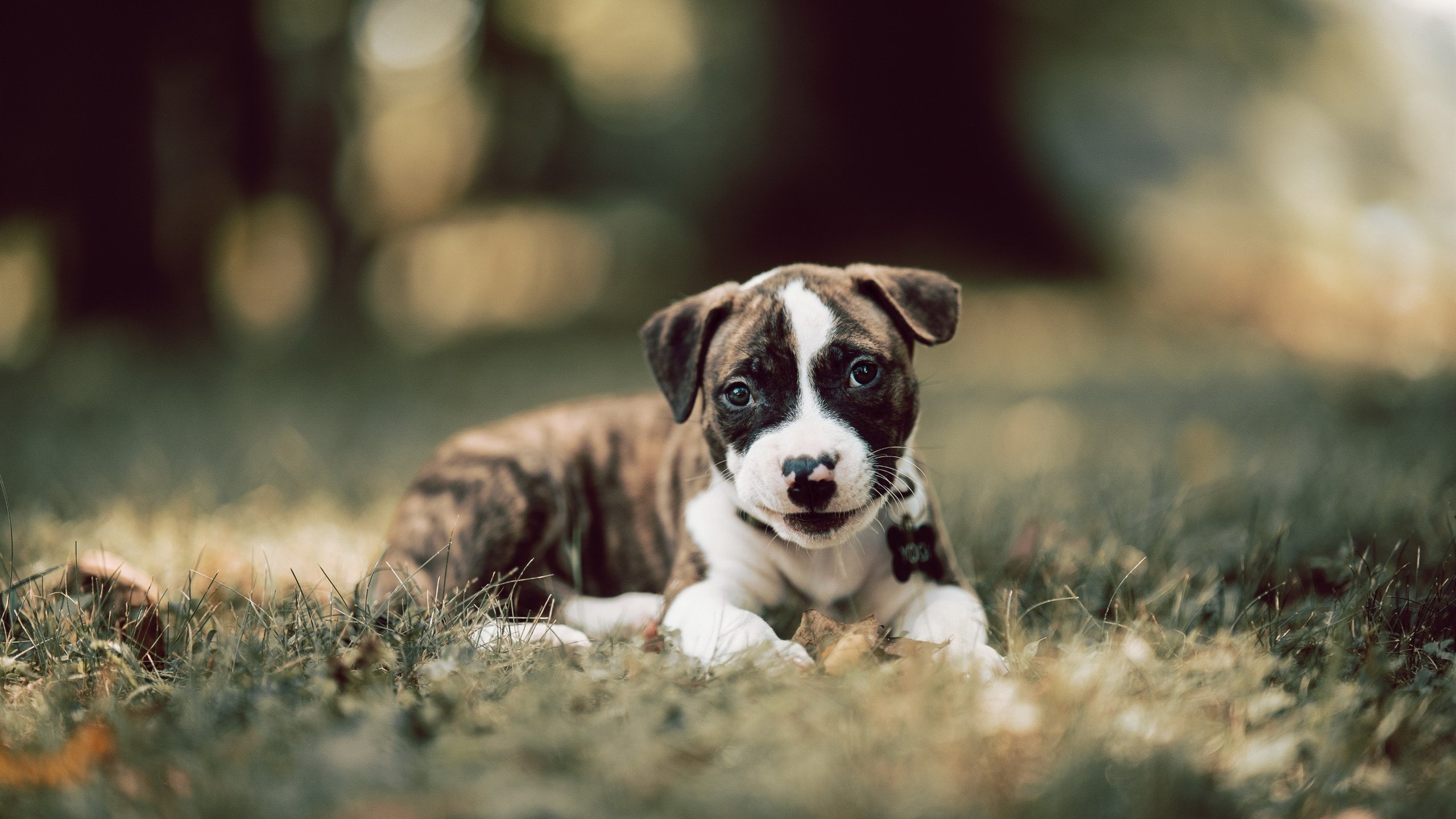 教练布置的节奏方案是否因对手而异，教练规则