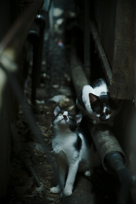 埃及男篮在非洲锦标赛中继续领跑，名副其实的非洲劲旅