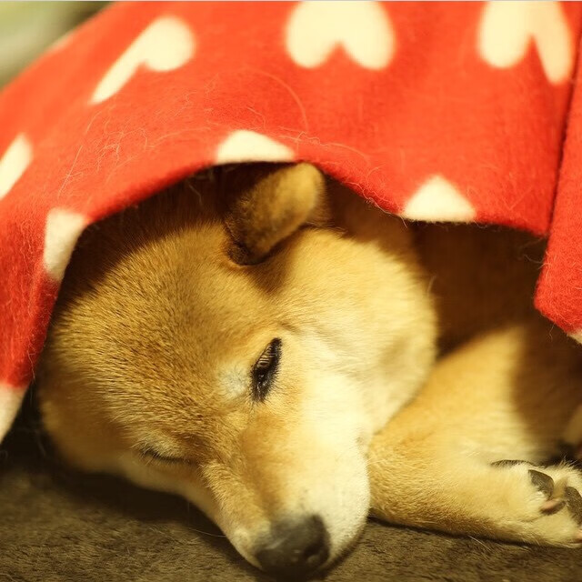 德甲连续进攻：攻势如潮，令人叹为观止，德甲多少场次