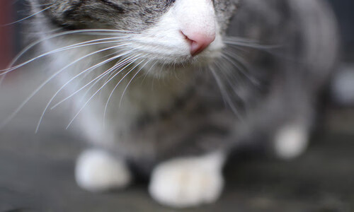 新闻中心发布大型赛事志愿者选拔计划,2021年大型赛事志愿者