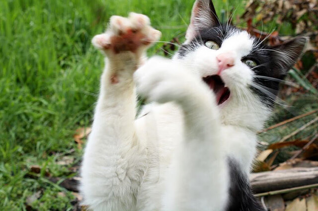 Panda Sports-独行侠主帅接受媒体采访强调攻防平衡，独行侠原名是哪支球队