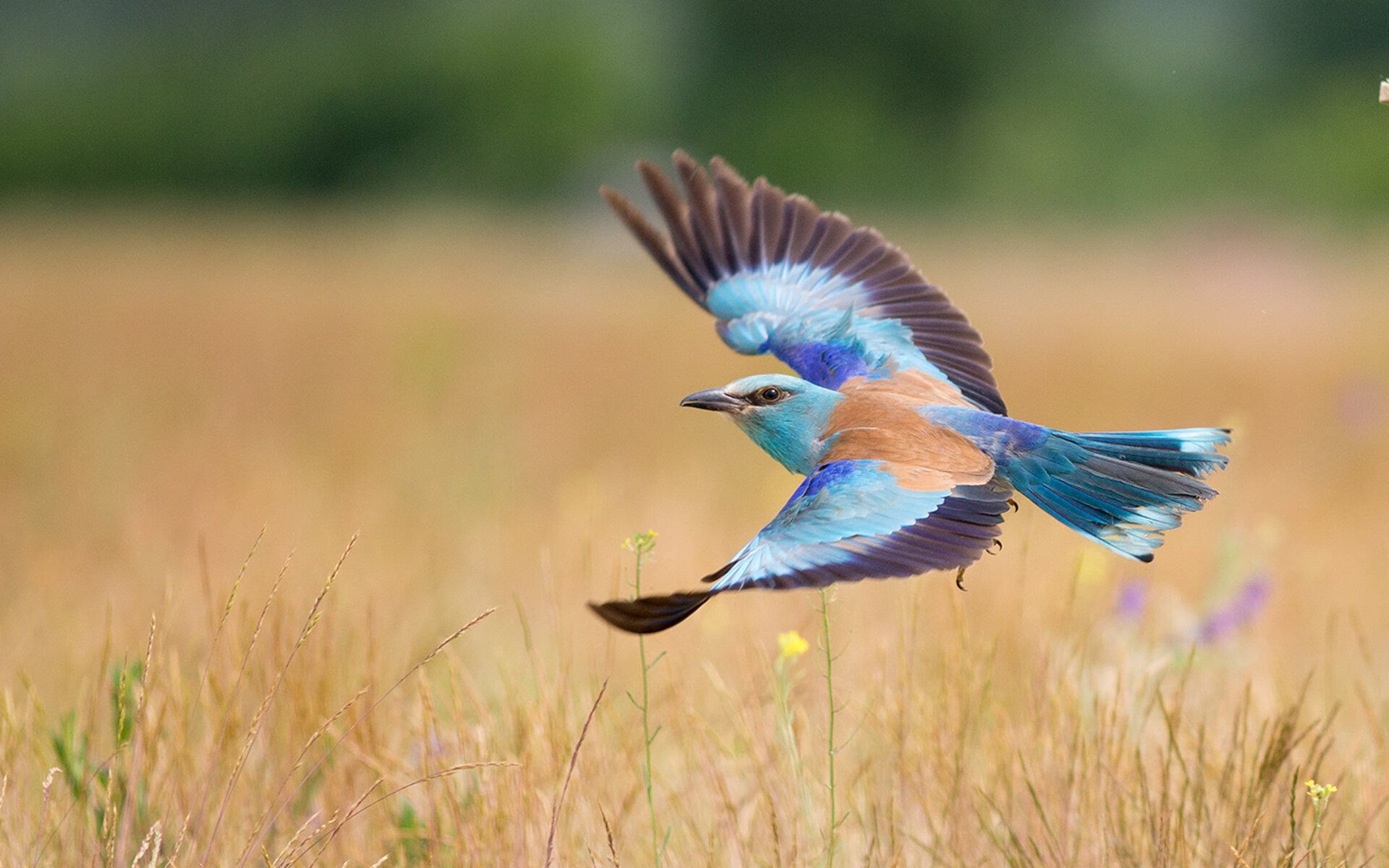 皮特·斯图斯:南非防线的壁垒,战术执行的完美示范,斯图皮特2021