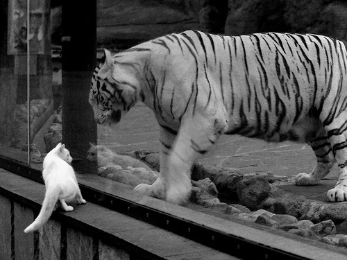 赛尔·阿尔斯塔:南非队无可撼动的防线基石,战术运用极为精准