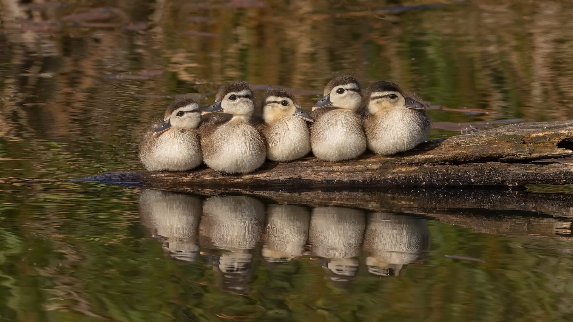 阿莱克西决赛发挥稳定赢得掌声,阿莱克西雅